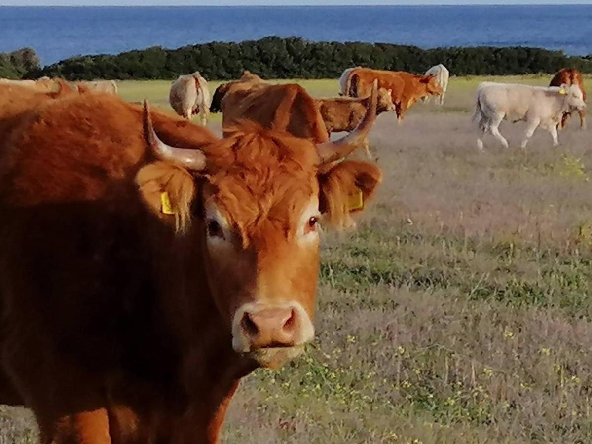 Fattoria Di Anja E Marco Βίλα Costa Rei Εξωτερικό φωτογραφία